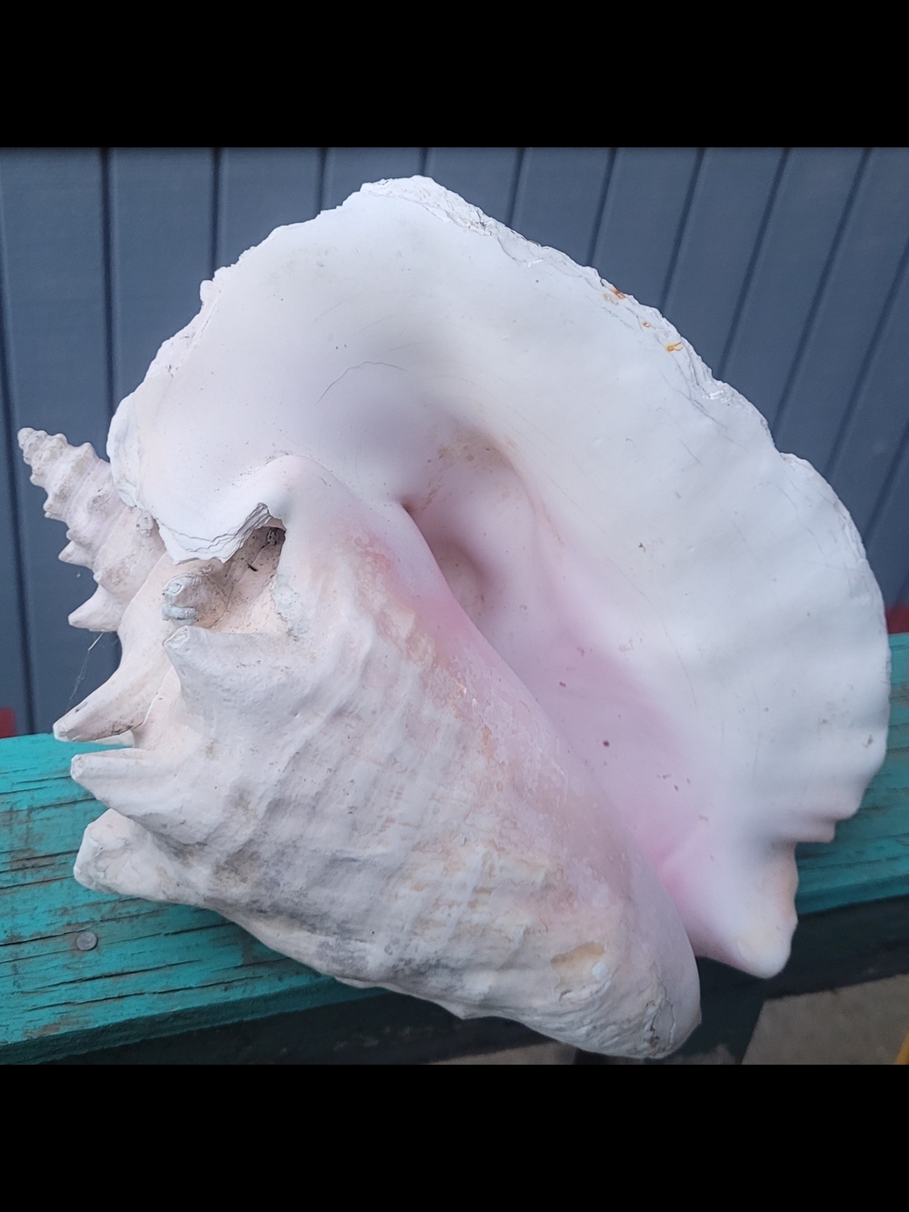 Large Pink and White Conch Shell